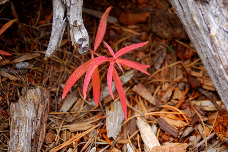 Unsplashed background img 1